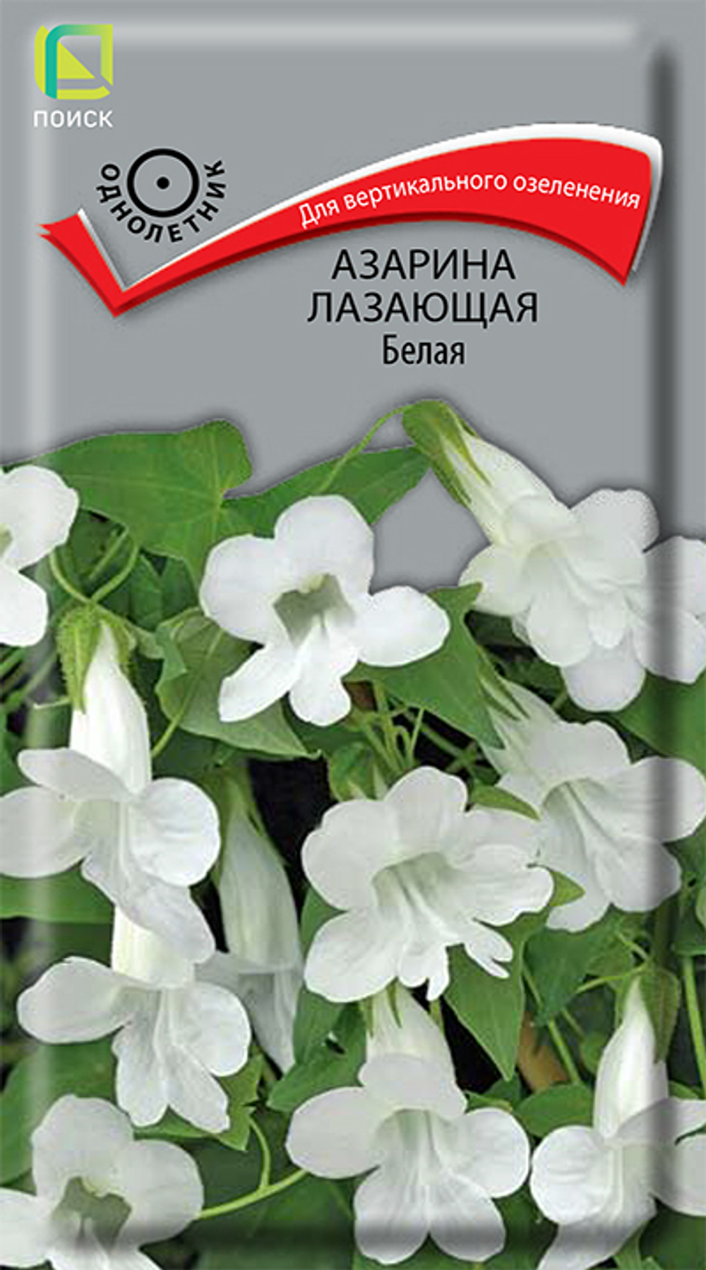 Азарина лазающая Белая