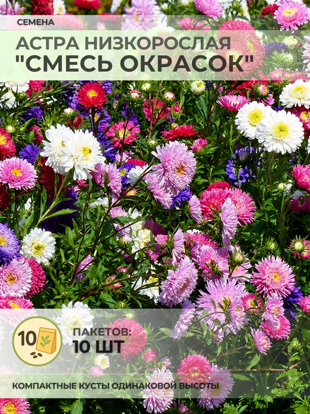 Семена Астра Низкорослая "Смесь окрасок" - 10 пакетов