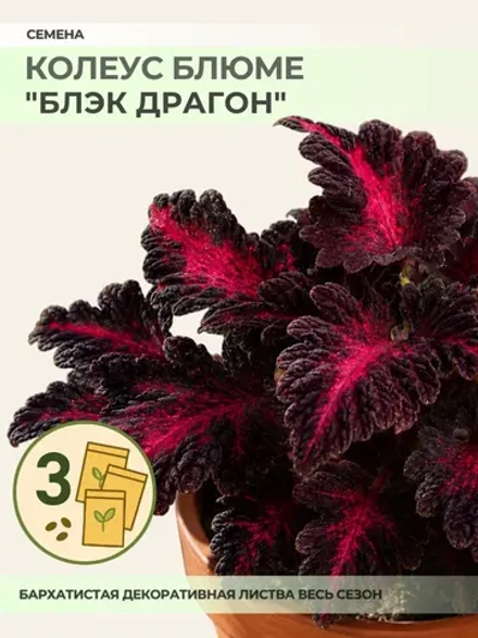Семена Колеуса "Блэк Драгон" - 3 пакета