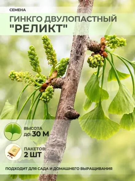 Семена Гинкго Двулопастный "Реликт" - 2 пакета