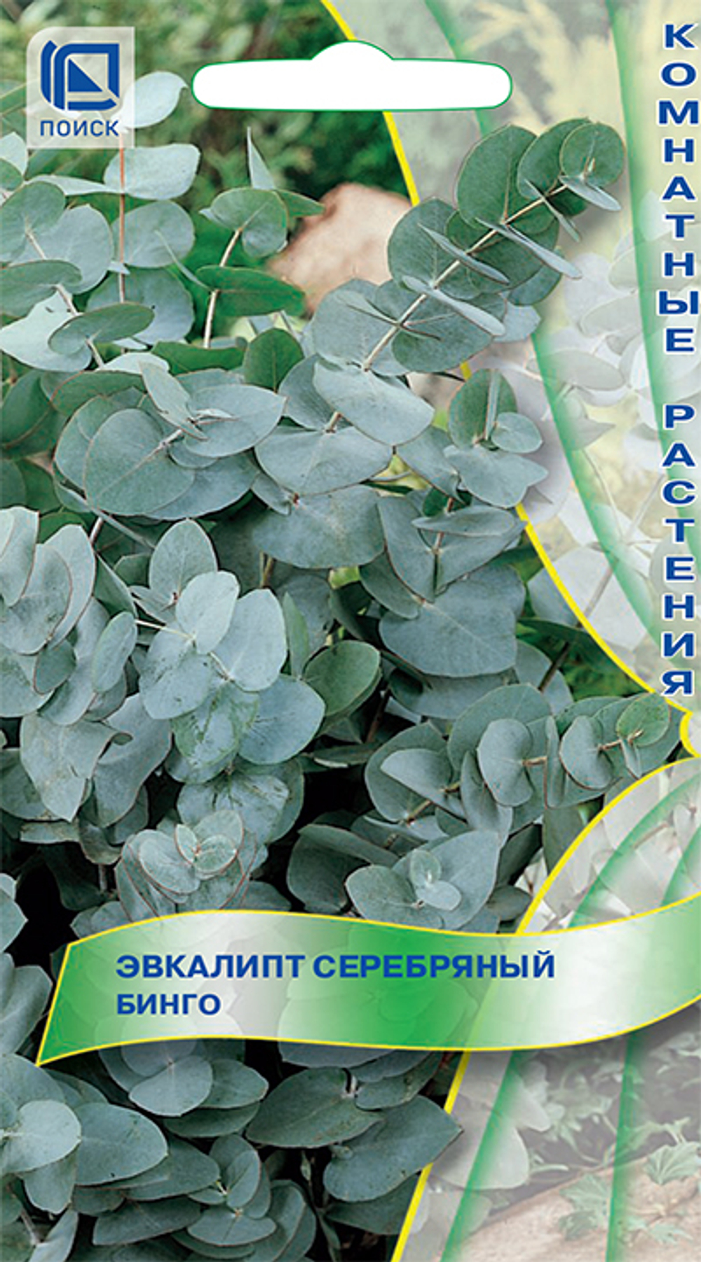 Эвкалипт серебряный Бинго