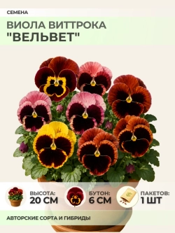 Семена Виолы Виттрока "Вельвет" - 1 пакет