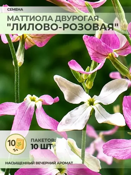 Семена Маттиола двурогая "Лилово-Розовая" - 10 пакетов