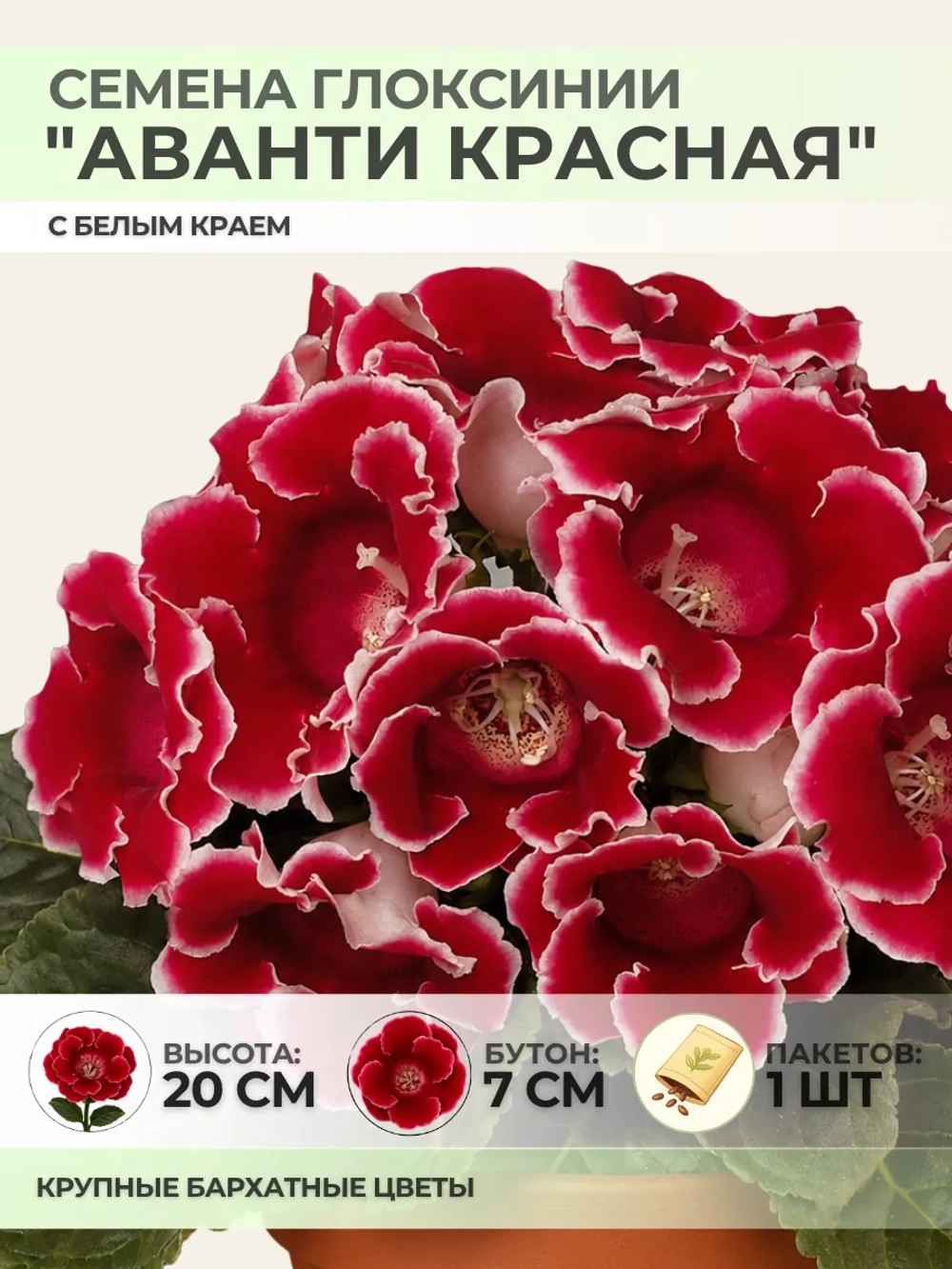 Семена Глоксинии "Аванти красная с белым краем" - 1 пакет