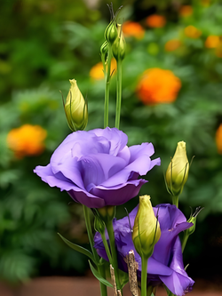 Эустома махровая "Рози Синяя"