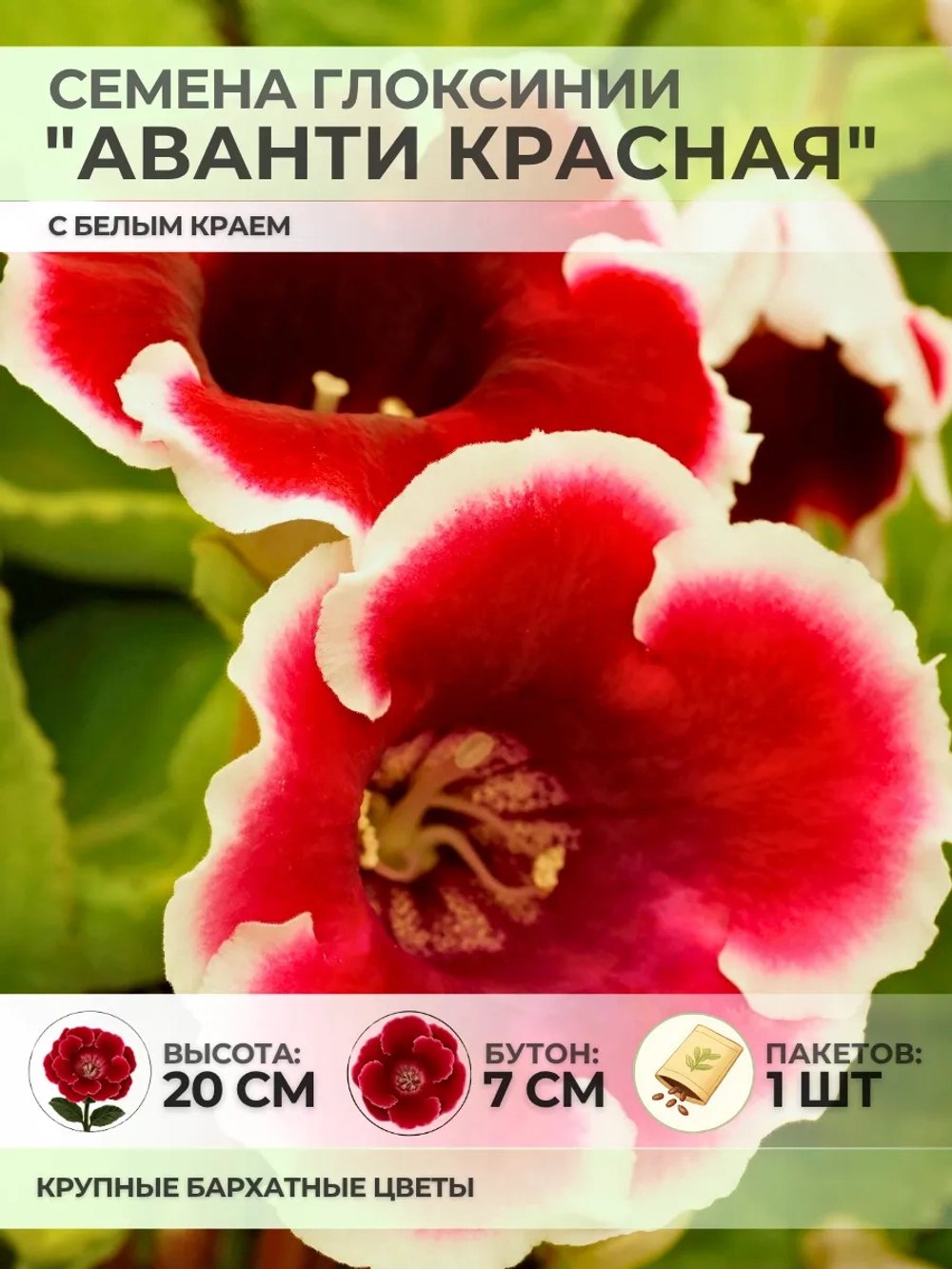 Семена Глоксинии "Аванти красная с белым краем" - 1 пакет