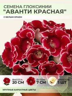 Семена Глоксинии "Аванти красная с белым краем" - 1 пакет
