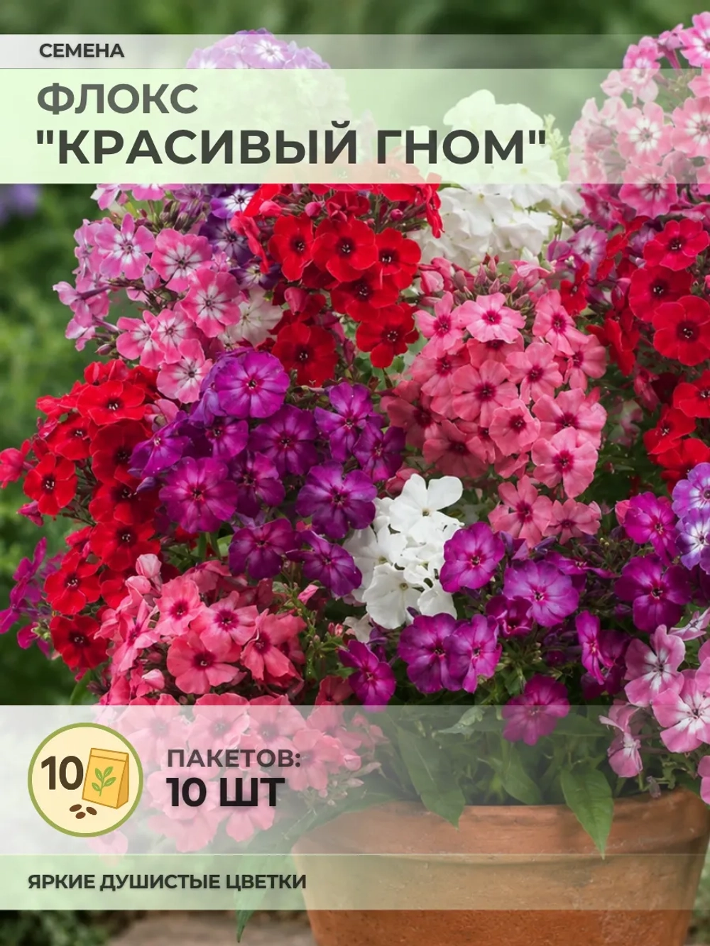 Семена Флокс "Красивый гном" - 10 пакетов