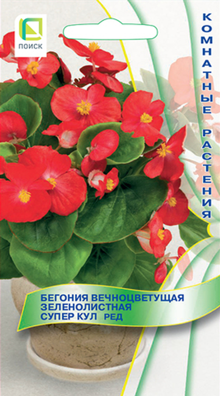 Бегония вечноцветущая зеленолистная "Супер Кул Ред"