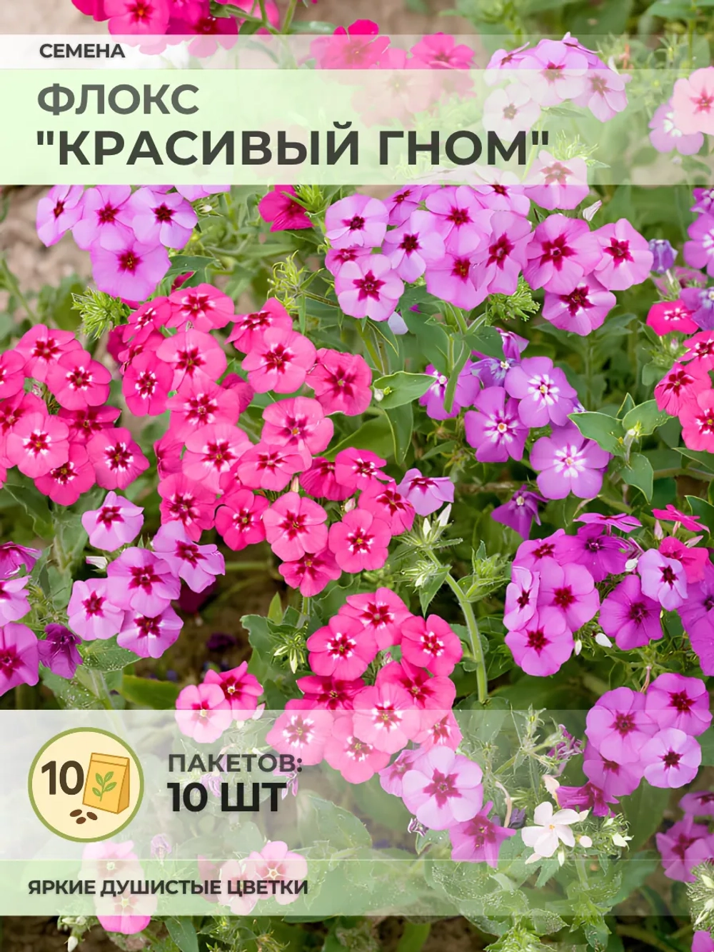 Семена Флокс "Красивый гном" - 10 пакетов