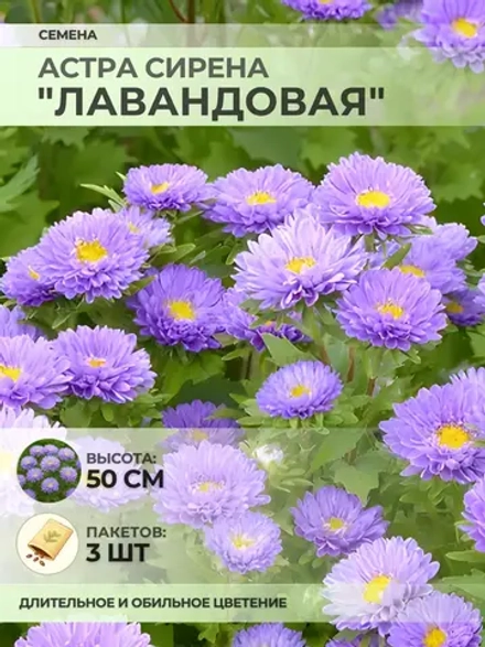 Семена Астры "Сирена "Лавандовая" - 3 пакета
