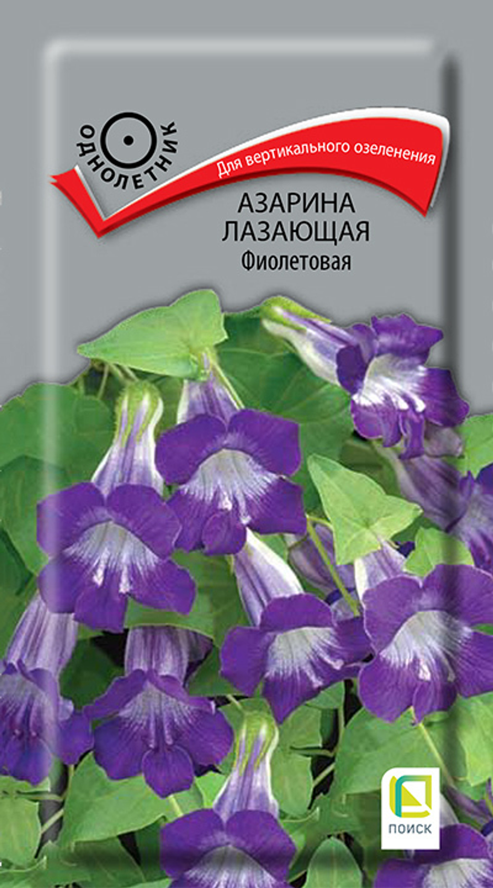 Азарина лазающая Фиолетовая