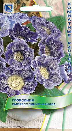 Глоксиния Импресс "Синие чернила"