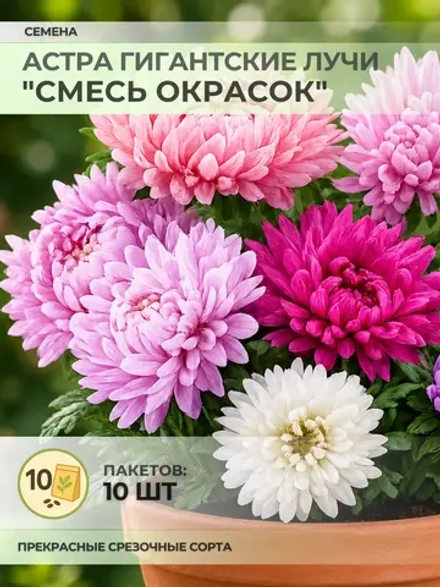 Семена Астра Гигантские лучи "Смесь окрасок" - 10 пакетов
