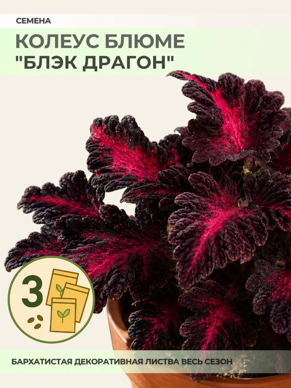Семена Колеуса "Блэк Драгон" - 3 пакета