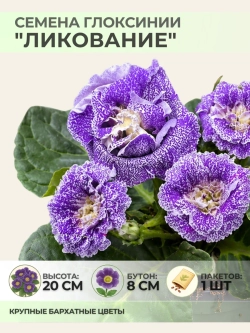 Семена Глоксинии прекрасной "Ликование" - 1 пакет