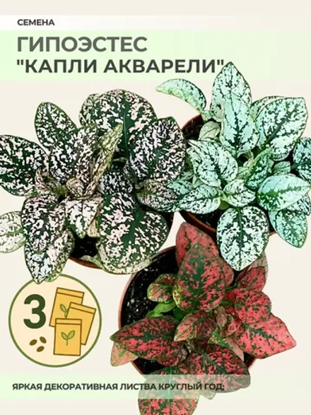 Семена Гипоэстеса "Капли акварели" - 3 пакета