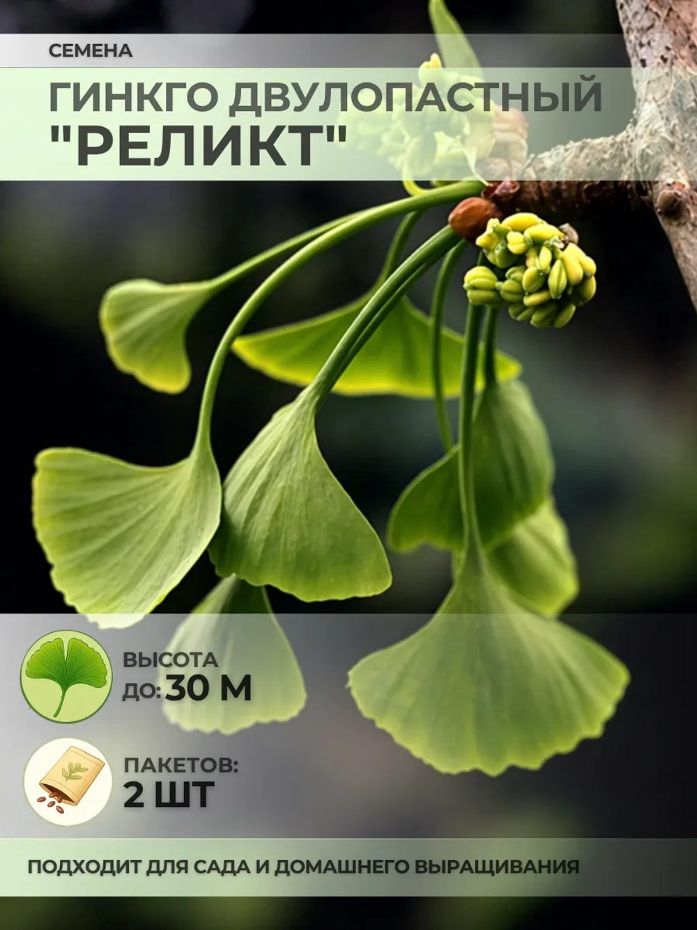 Семена Гинкго Двулопастный "Реликт" - 2 пакета