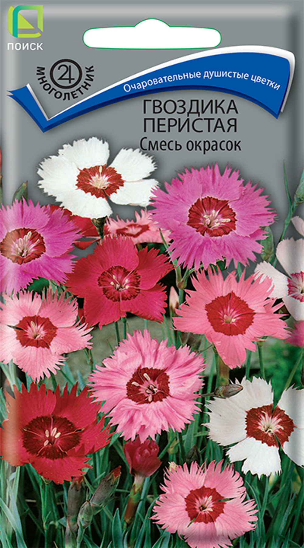 Гвоздика перистая Смесь окрасок