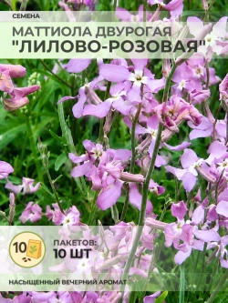 Семена Маттиола двурогая "Лилово-Розовая" - 10 пакетов