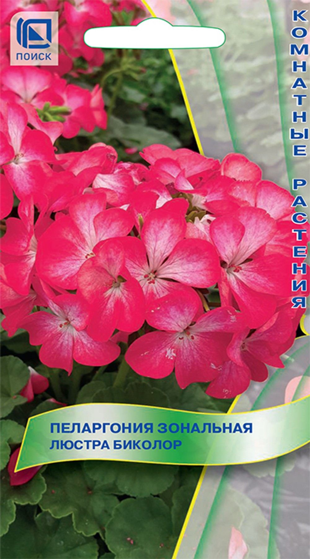 Пеларгония зональная Люстра Биколор