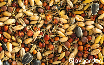 Семена