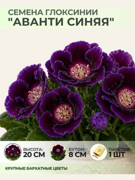Семена Глоксинии прекрасной "Аванти синяя" - 1 пакет