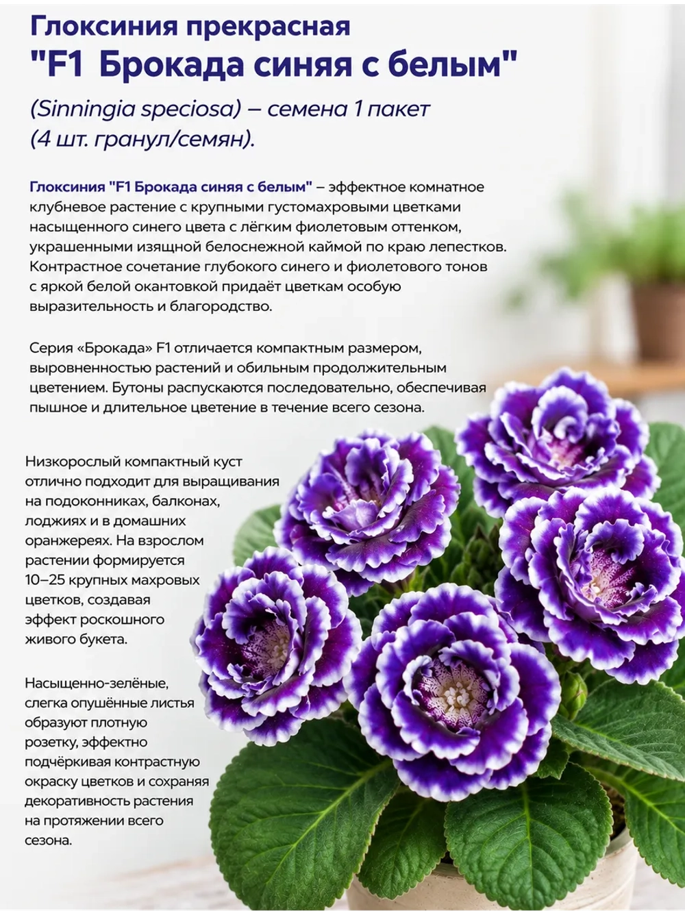 Семена Глоксинии "F1 Брокада синяя с белым" - 1 пакет