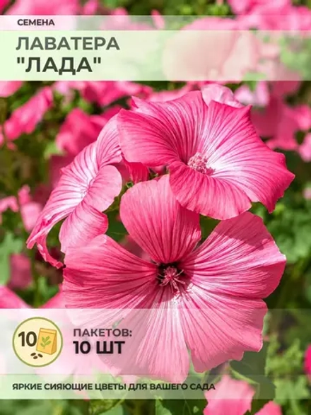 Семена Лаватера "Лада" - 10 пакетов