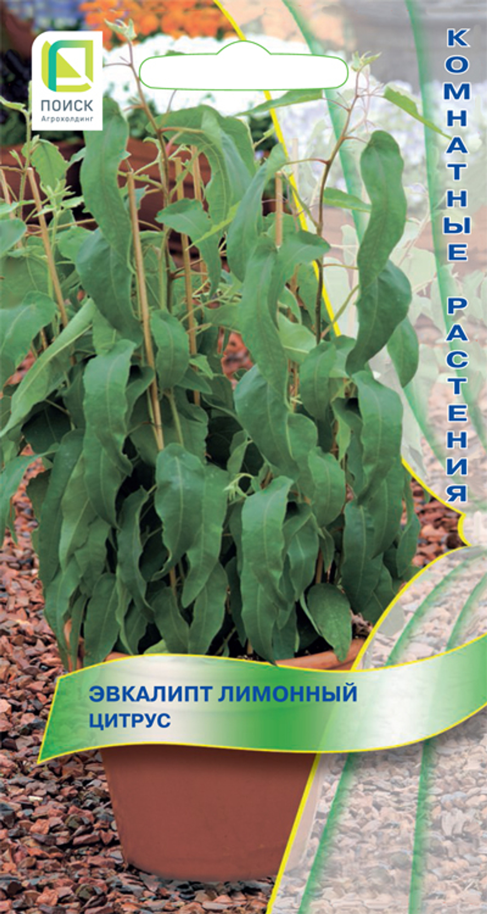 Эвкалипт лимонный "Цитрус"
