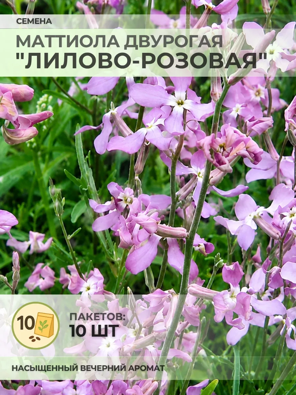 Семена Маттиола двурогая "Лилово-Розовая" - 10 пакетов