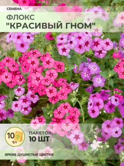 Семена Флокс "Красивый гном" - 10 пакетов