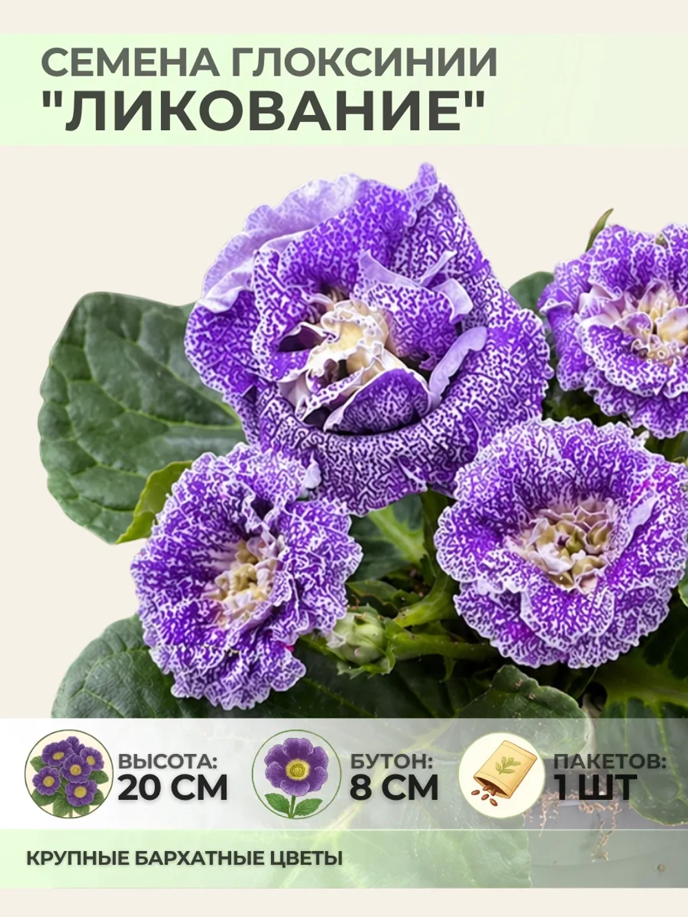 Семена Глоксинии прекрасной "Ликование" - 1 пакет