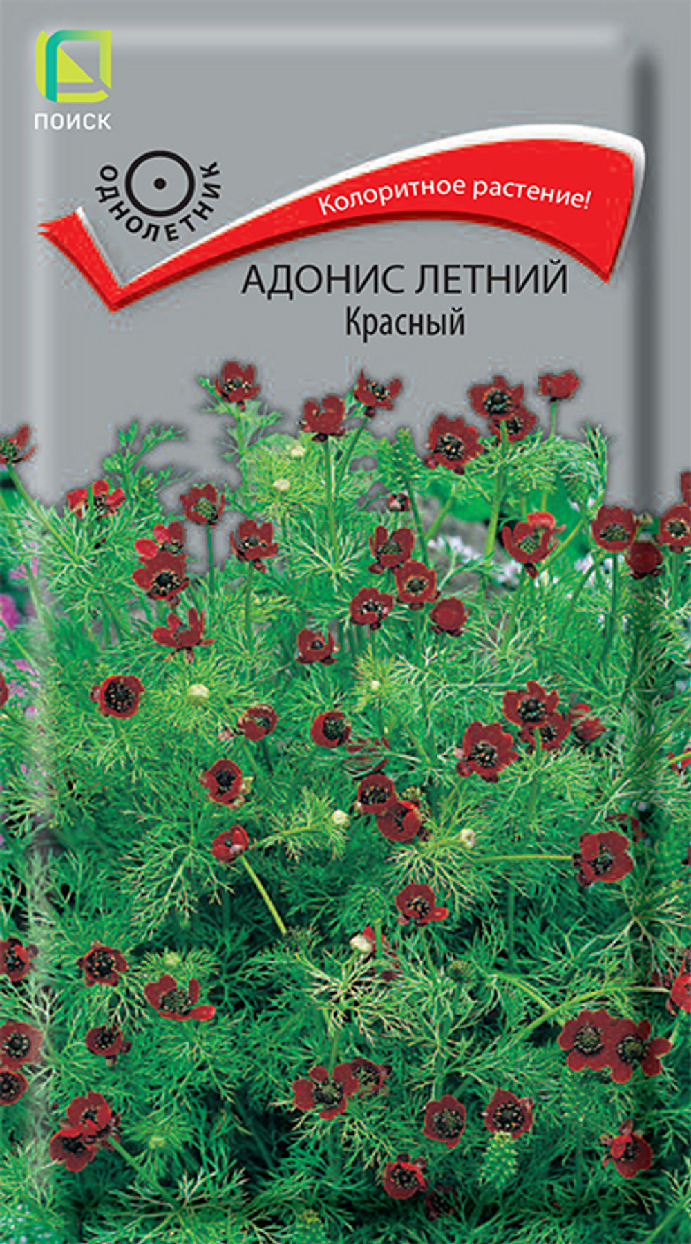 Адонис летний Красный