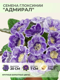 Семена Глоксинии прекрасной "Адмирал" - 1 пакет