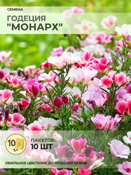 Семена Годеция "Монарх" - 10 пакетов