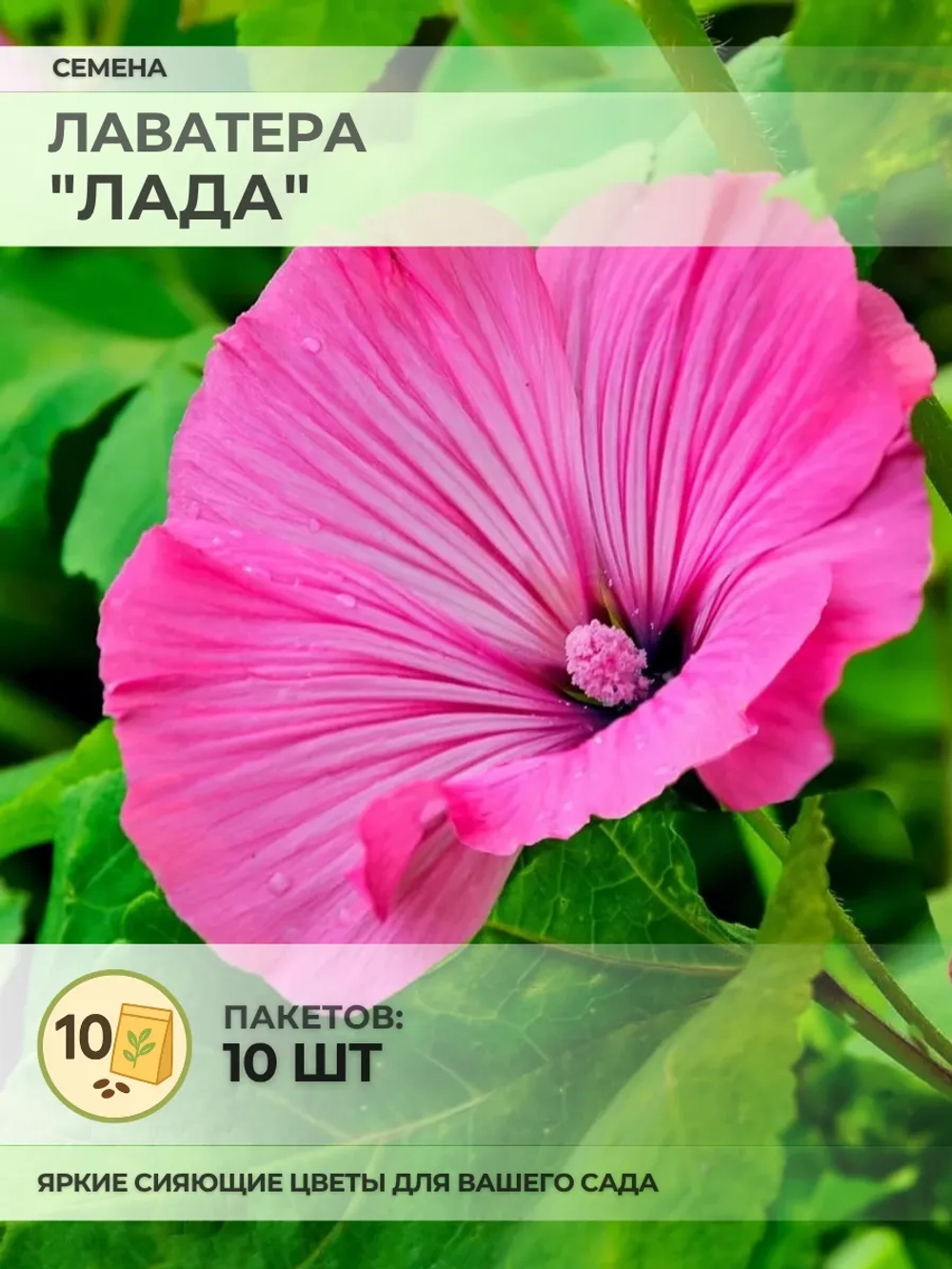 Семена Лаватера "Лада" - 10 пакетов